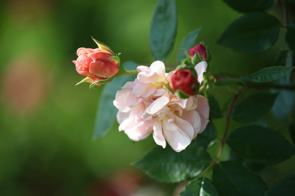 Roses Colette Jardins de la Bigotie