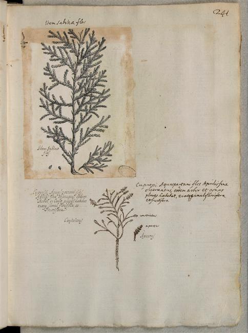 Recueil de dessins de Plantes;  Plantae et flores ; Cesi Federico (1585-1630) �
