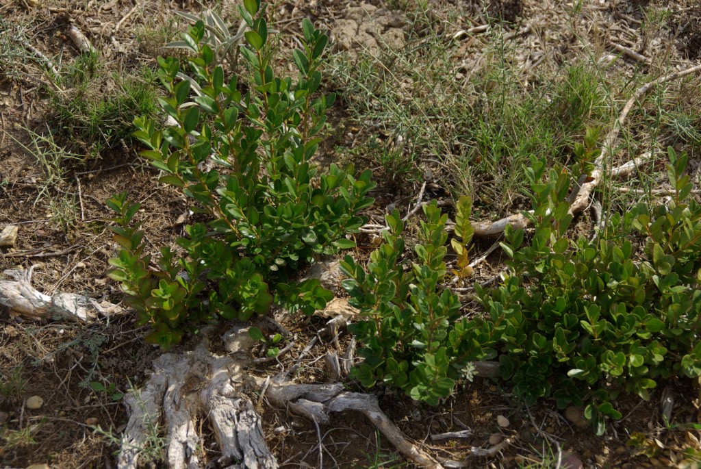 Repousses de buis en garrigue © Véronique Mure