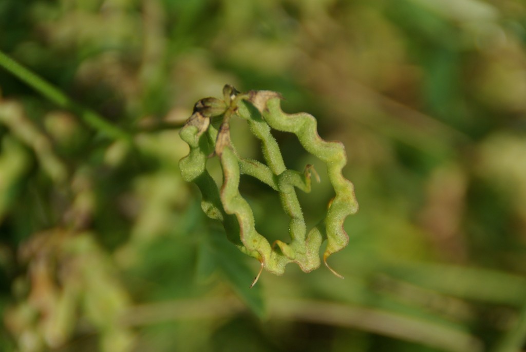 hippocrepis-comosa-4