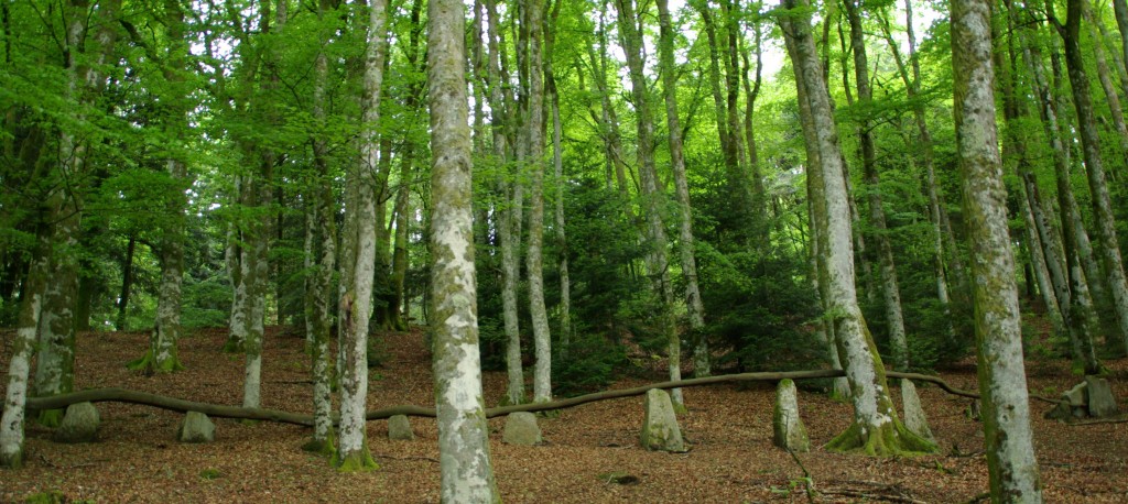 Sous bois de feuillus Vassivière Limousin