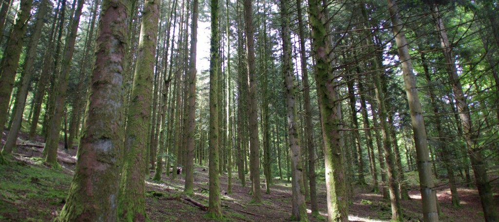 Sous bois de résineux Vassivière Limousin