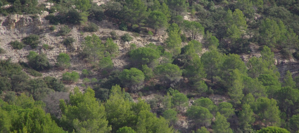 boisement de pin d'alep Vaunage Gard