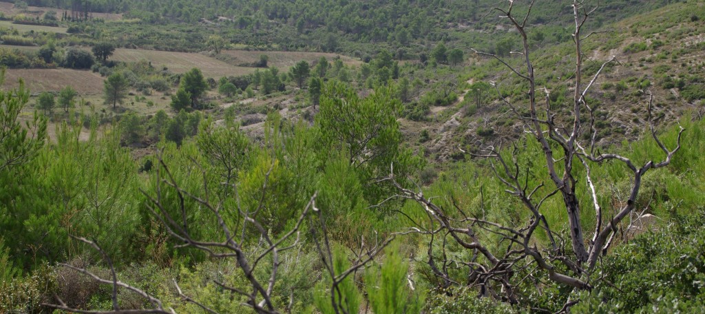 forêt méditerranéenne Vaunage Gard
