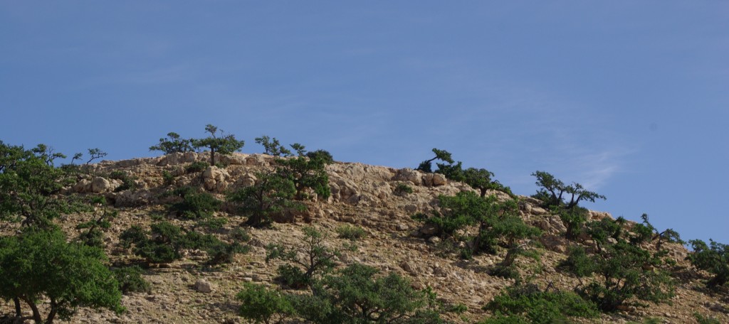 forêt sèche d'arganiers Agadir Maroc