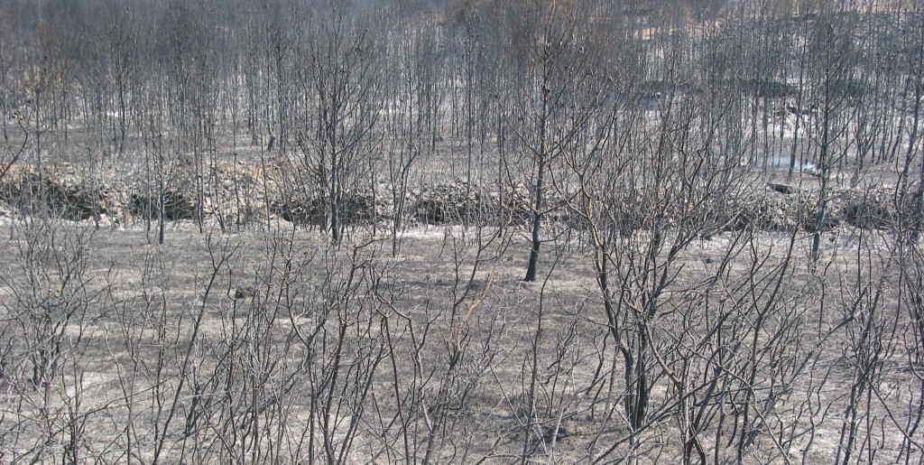 Feu de forêt Margueritte Gard