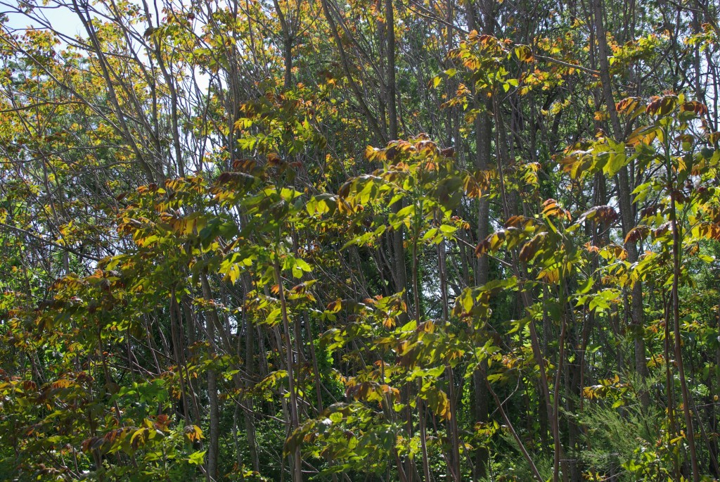 Ailanthus altissima © Véronique Mure