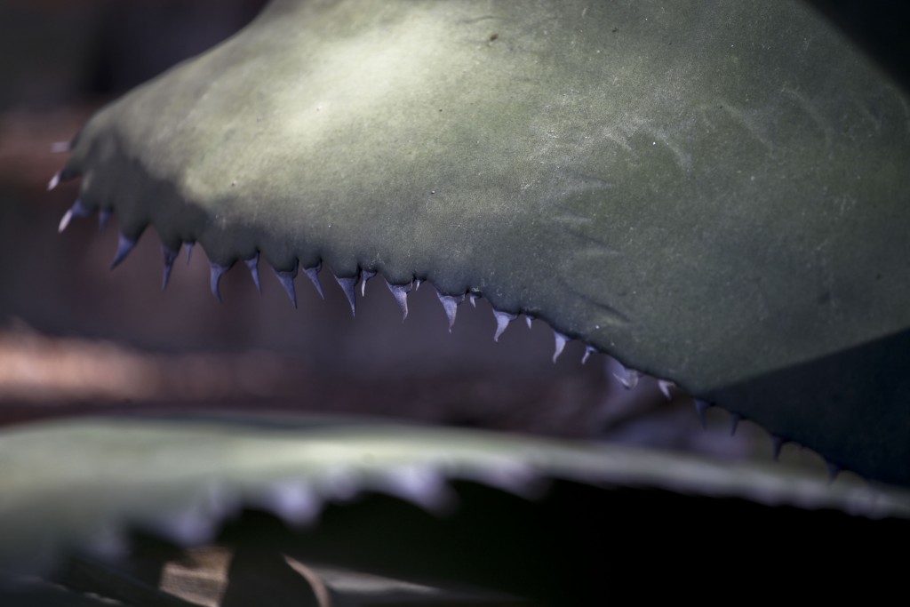 Agave Requin ©Véronique Mure