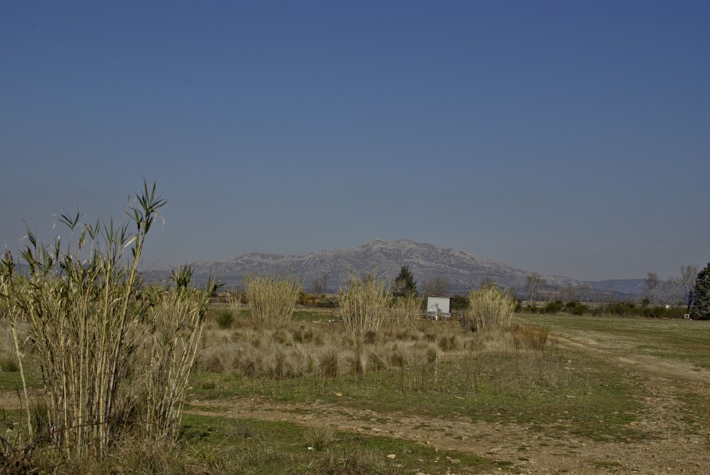 Canne de provence © Véronique Mure