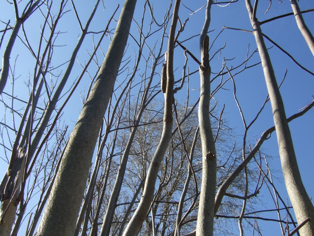 Ailanthus altissima © Véronique Mure