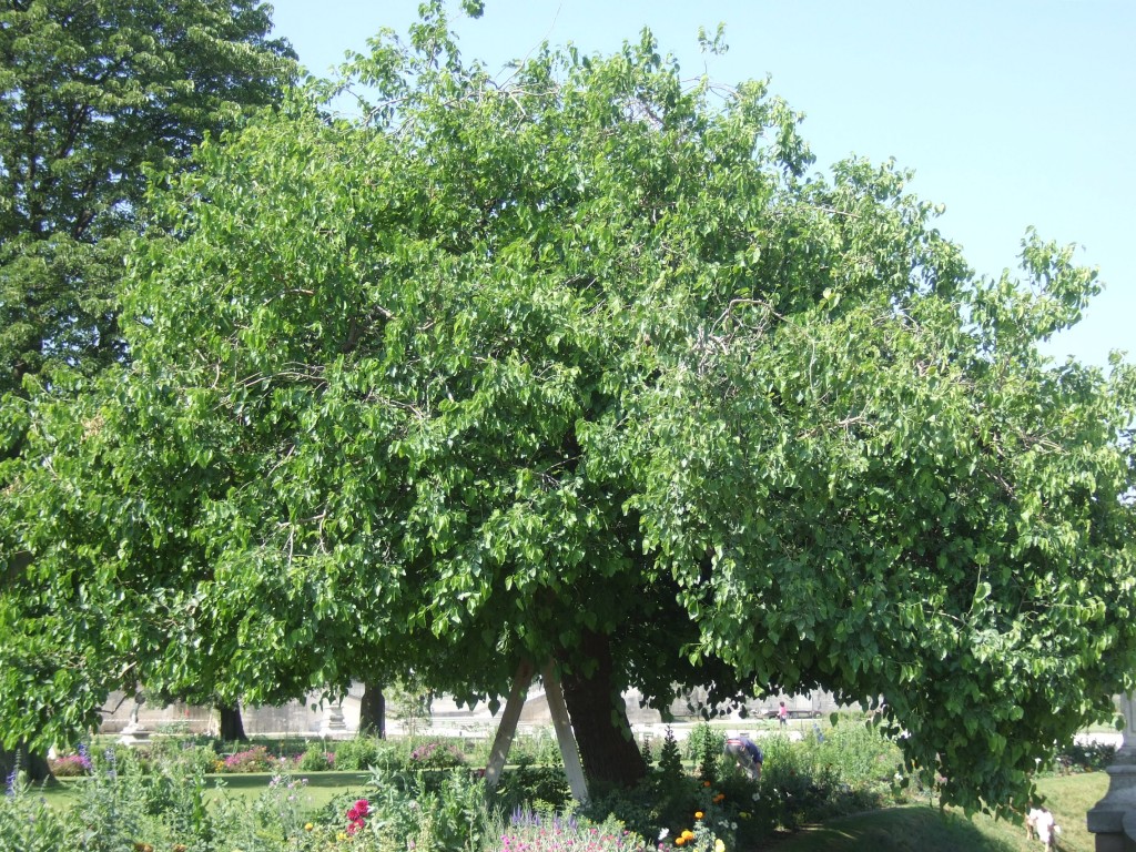 Tuileries © V Mure