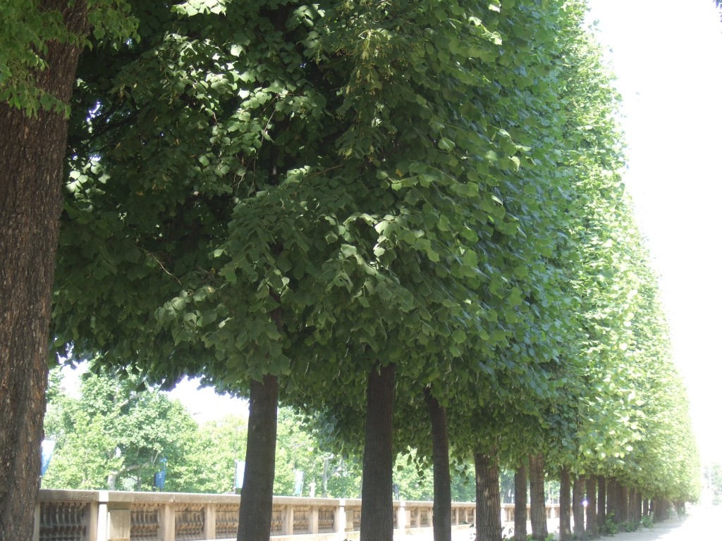 Tuileries © V Mure