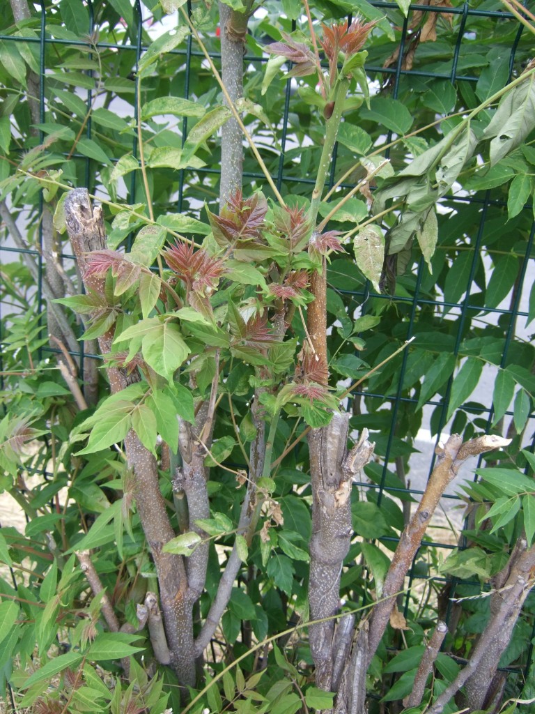 Ailanthus altissima © Véronique Mure