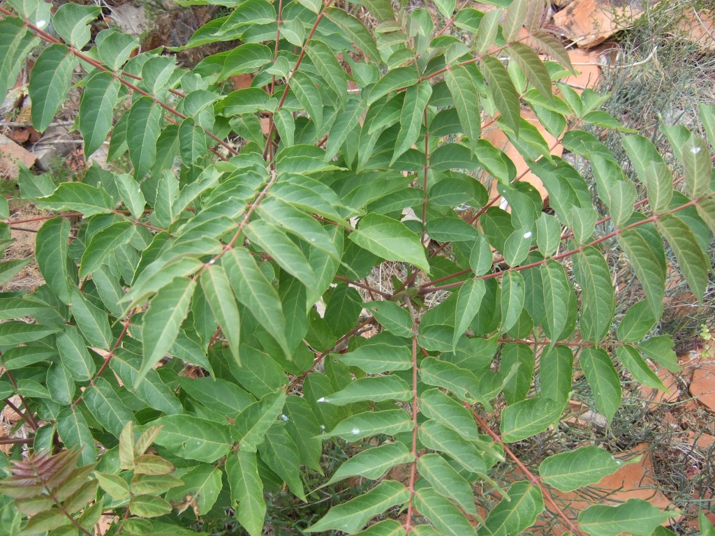 Ailanthus altissima © Véronique Mure