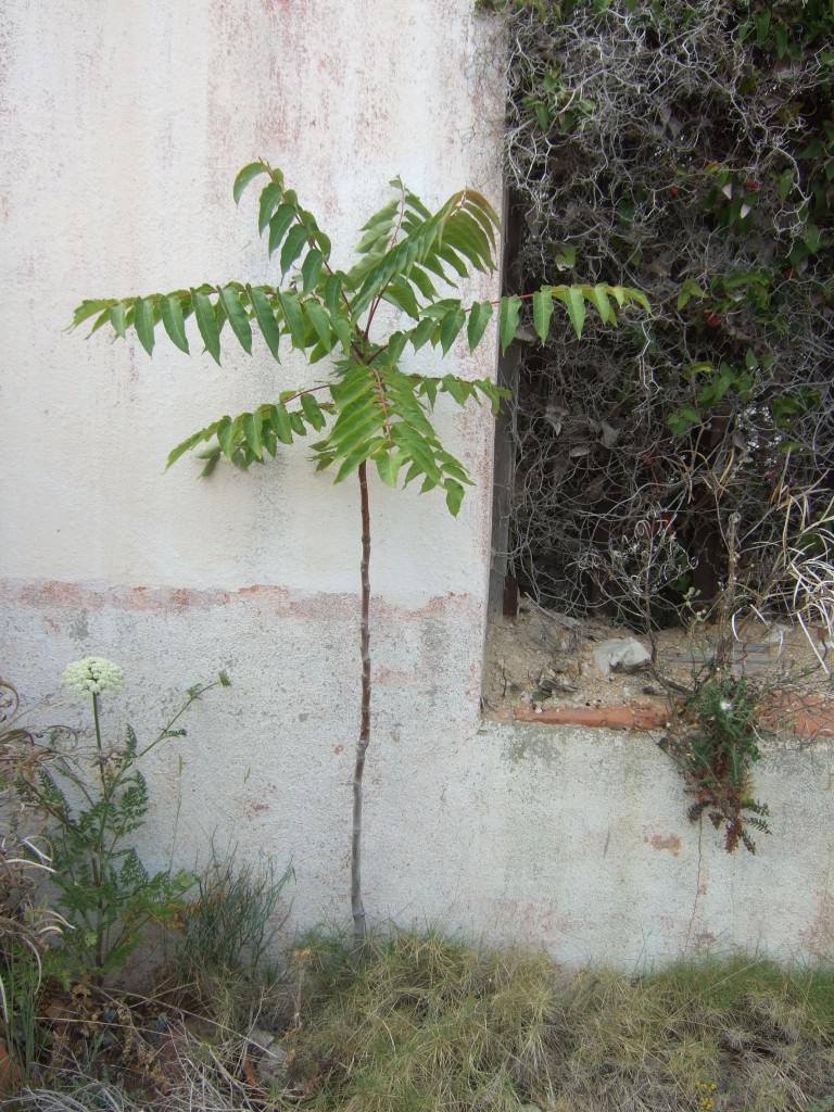 Ailanthus altissima © Véronique Mure