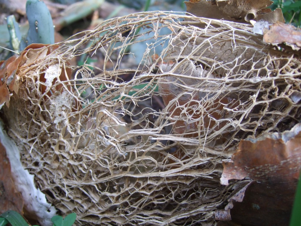 Structure de feuille d'un figuier de Barbarie (Opuntia ficus-indica) ©Véronique Mure