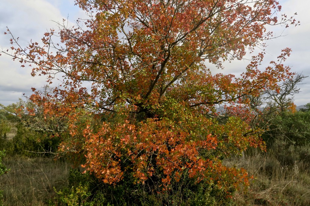 Erable de Montpellier (Acer monspessulanum)