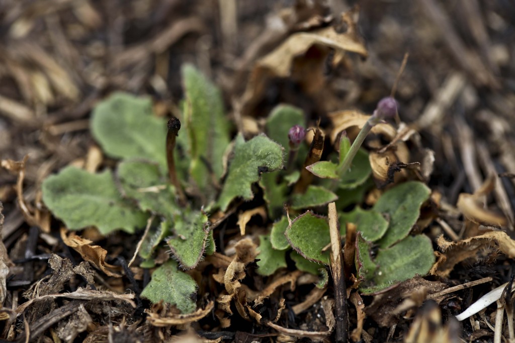 Asteraceae