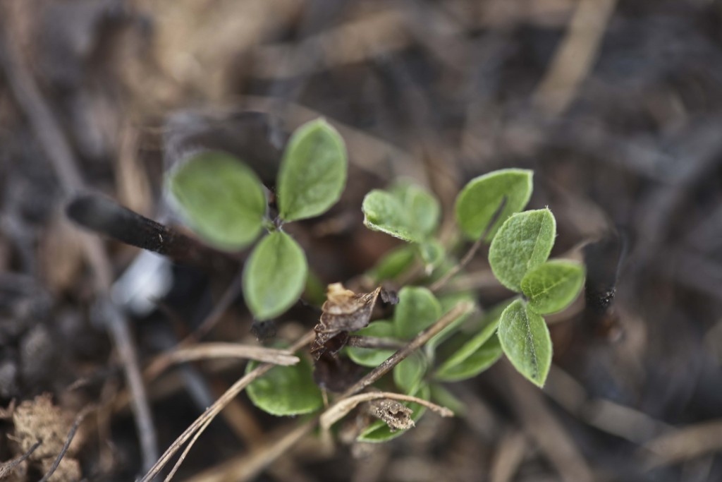 Bituminaria bituminosa (Fabaceae)