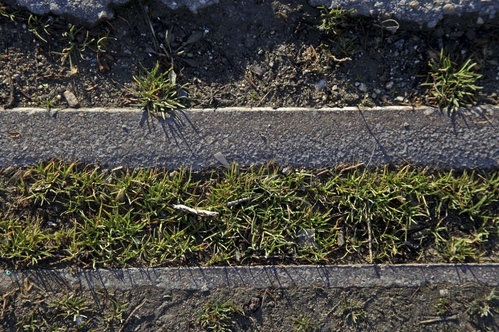 Friche (c) V.MURE 2015 2
