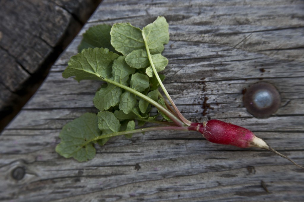 Friche (c) V.MURE 2015 27