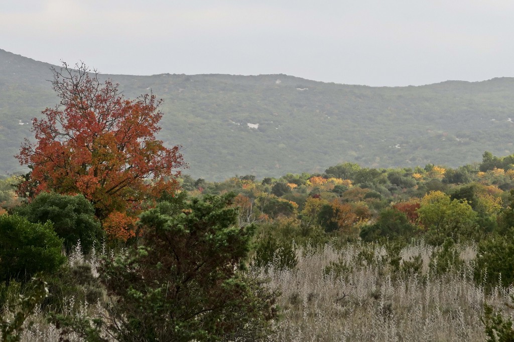 #garrigue #automne #érable #veroniquemure