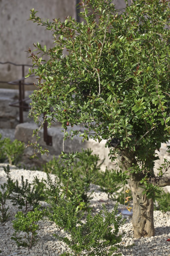 Jardin des migrations - Mucem © V Mure