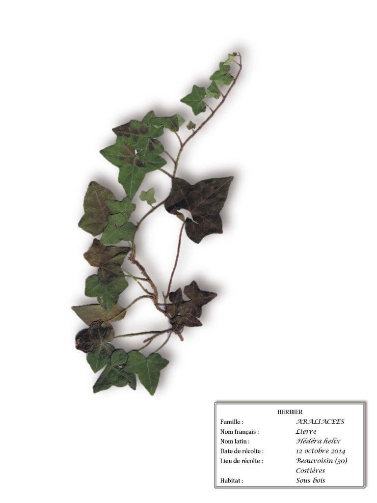 #herbier olivette #veroniquemure