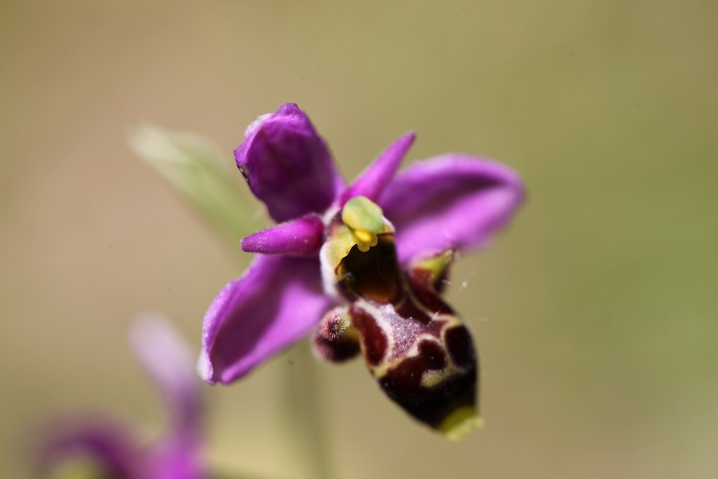 Ophrys bécasse ©Véronique Mure