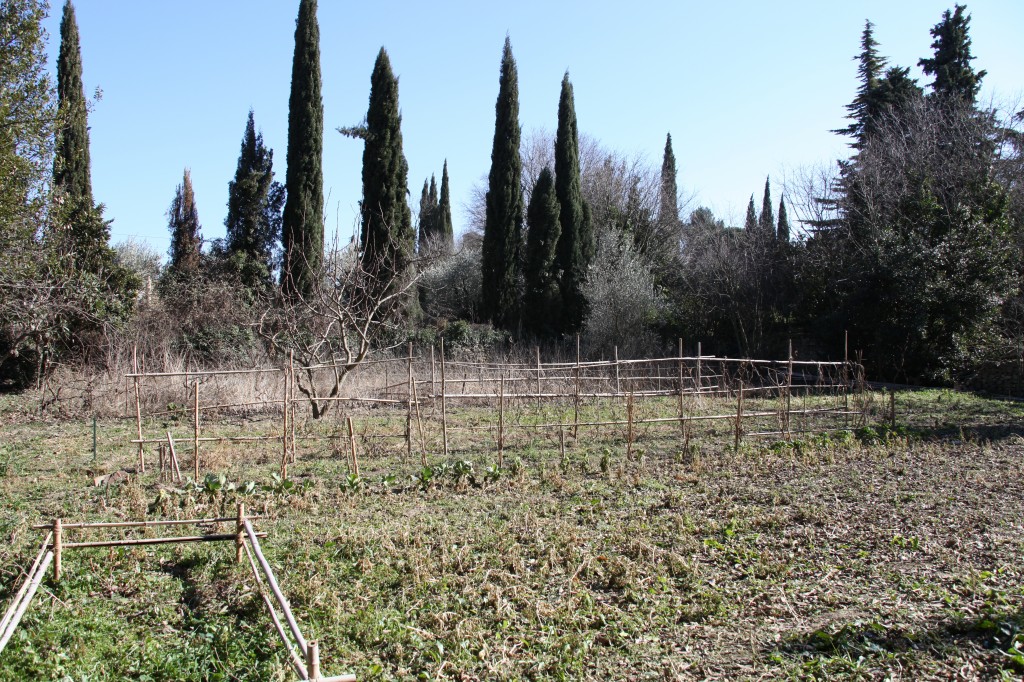 Canne de provence © Véronique Mure