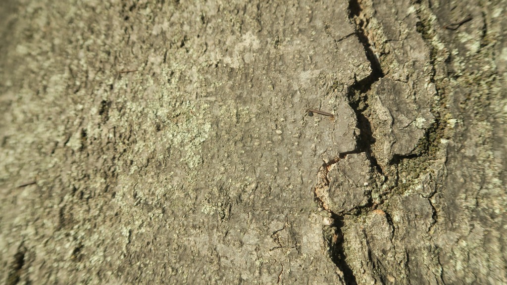 Celtis australis