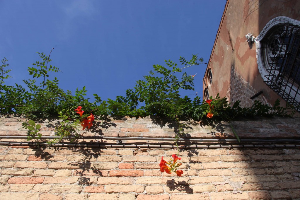 Bignone dépassant d'un mur (Campsis radicans)