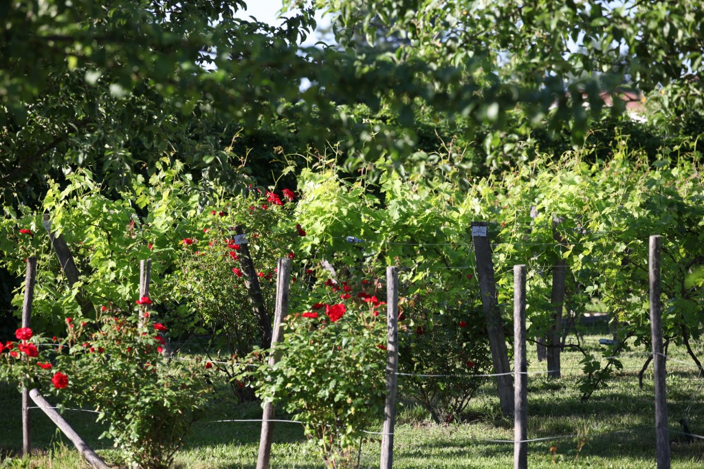 Jardin de la Bigotie © Véronique Mure