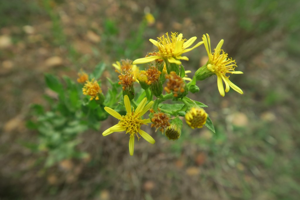 Inule visqueuse (Dittrichia viscosa )