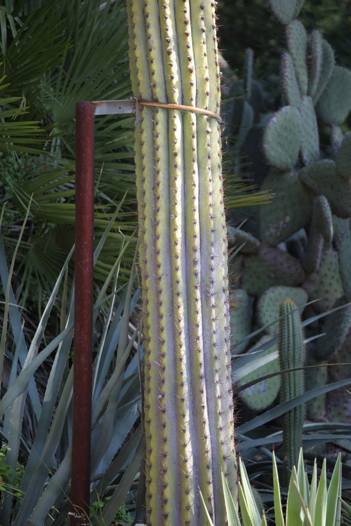 Cactus cierge ©Véronique Mure