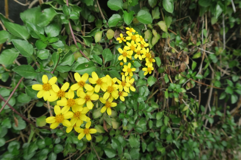 Séneçon lianescent Senecio angulatus L.f.  