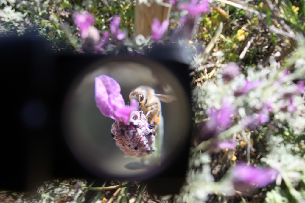 Lavande des Maures (Lavandula stoechas) ©Véronique Mure