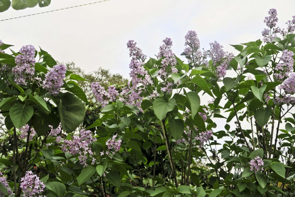 #lilas-automne #veroniquemure