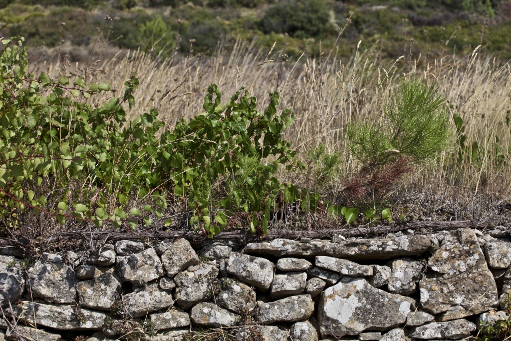 #paysagesduminervois #veroniquemure