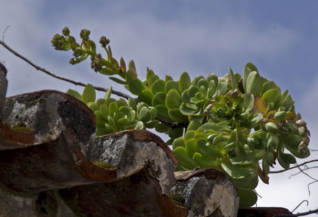 Nature en ville V.Mure 3