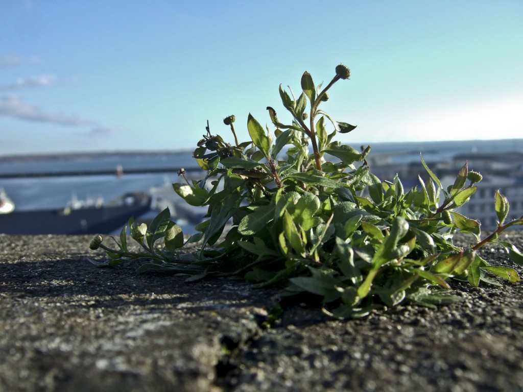 Nature en ville V.Mure 4