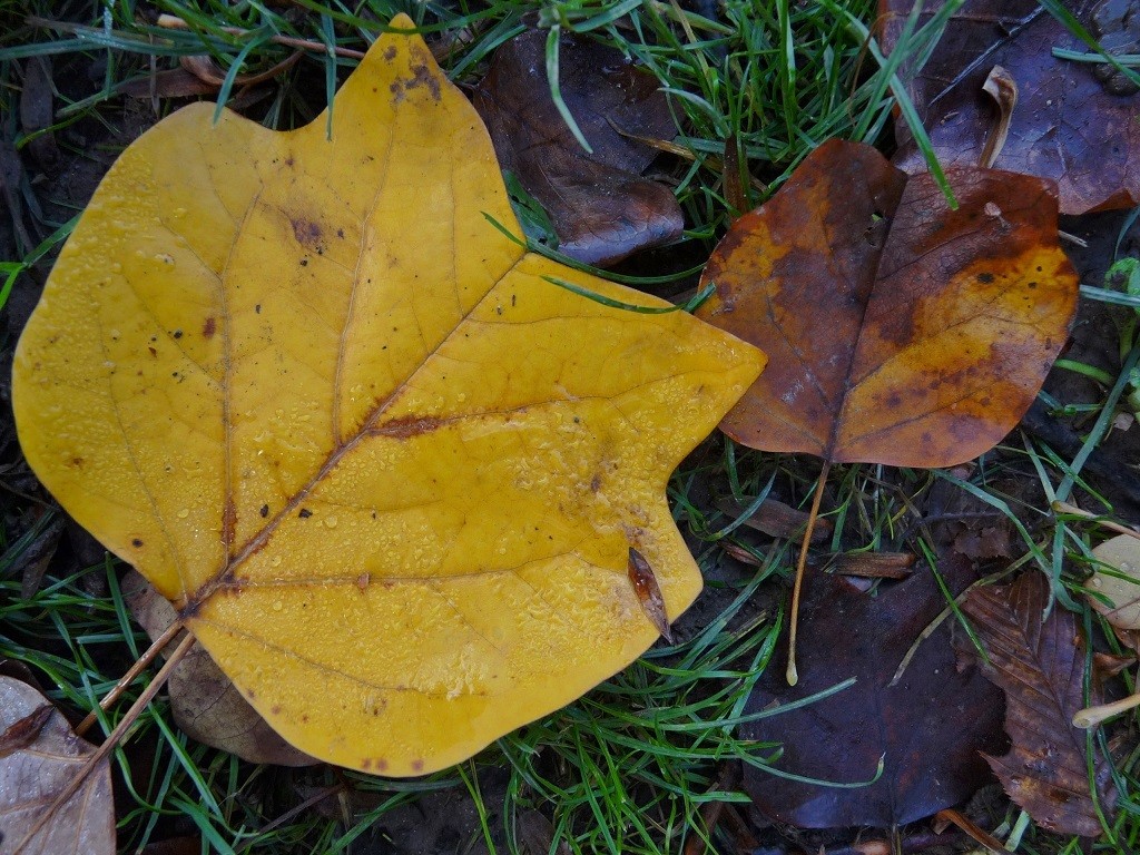 Tulipier de Virginie (Liriodendron tulipifera) © http://groupenaturefaverges.over-blog.fr