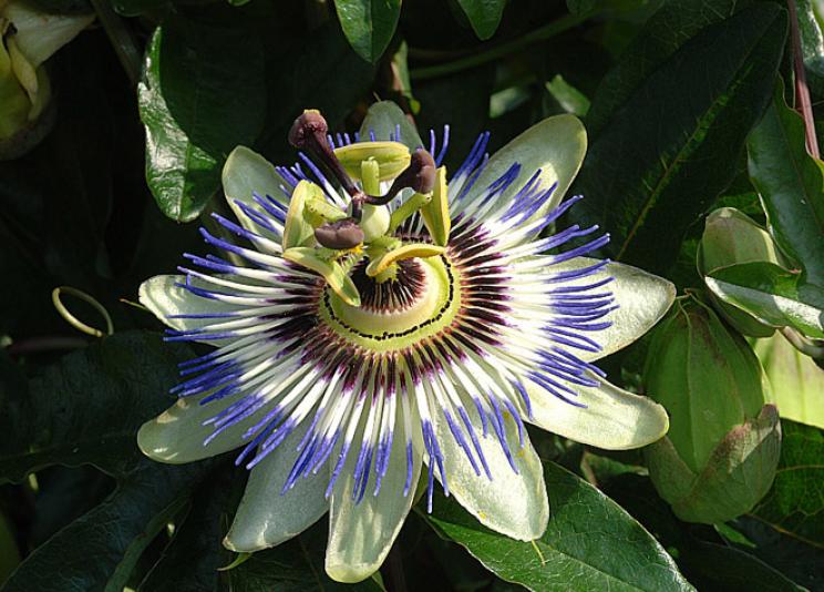 Passiflore bleue, Passiflora caerulea, ©Rustica