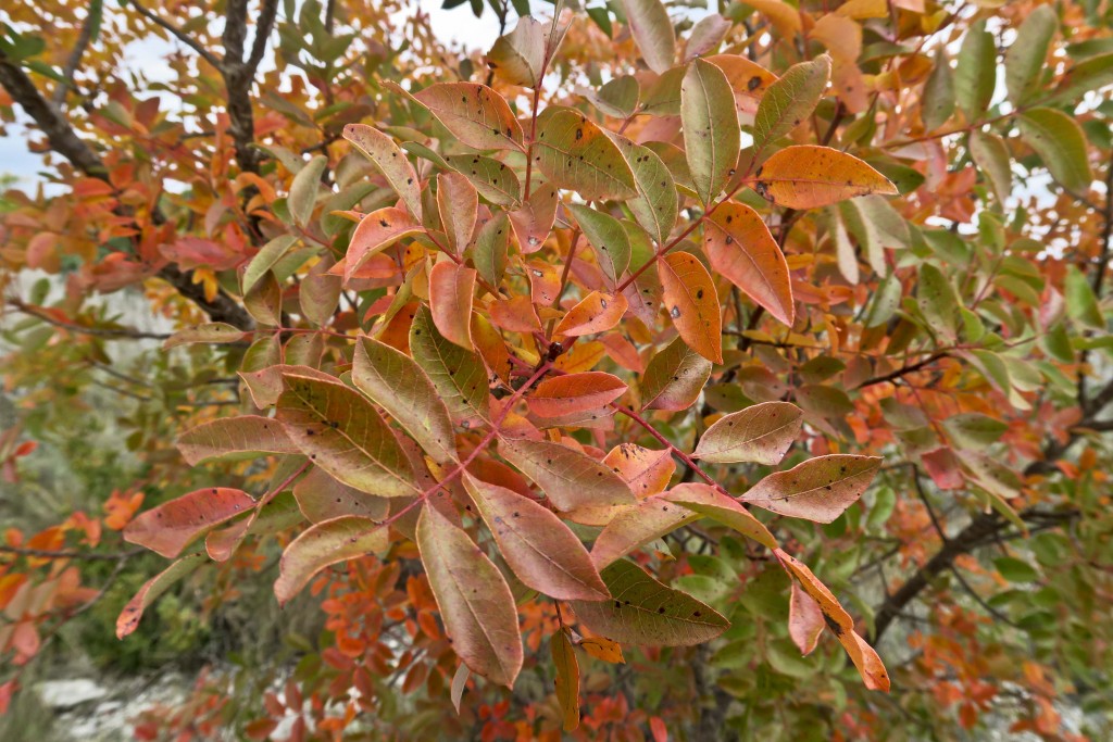 Pistachier thérébinthe (Pistacia terebinthus)