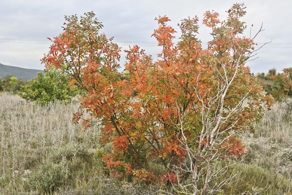 Pistachier thérébinthe (Pistacia terebinthus)