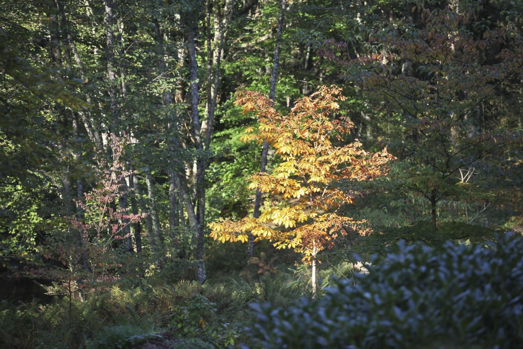 #veroniquemure #Sedelle #arboretum #Creuse