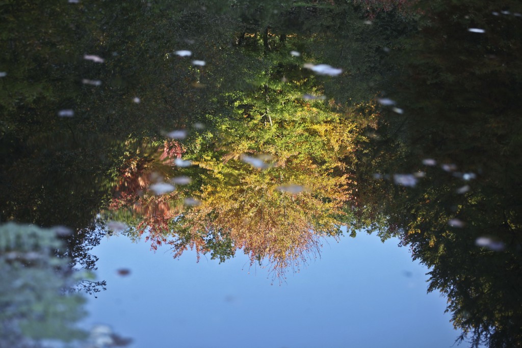 #veroniquemure #Sedelle #arboretum #Creuse