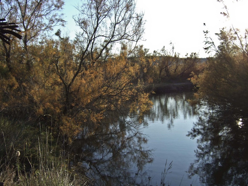 tamaris  © Véronique Mure