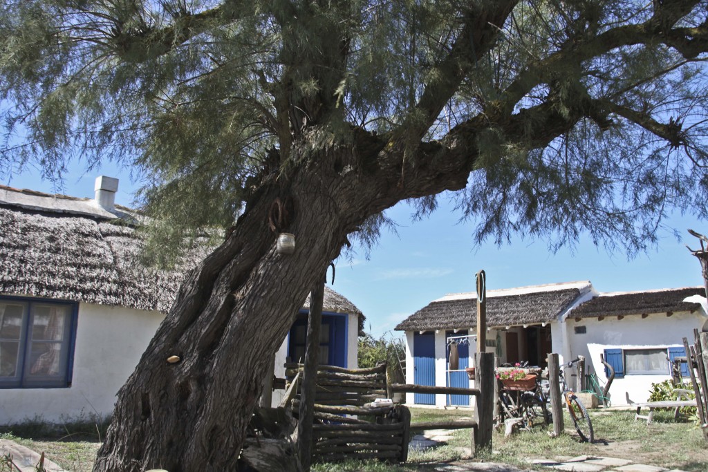 tamaris © Véronique Mure