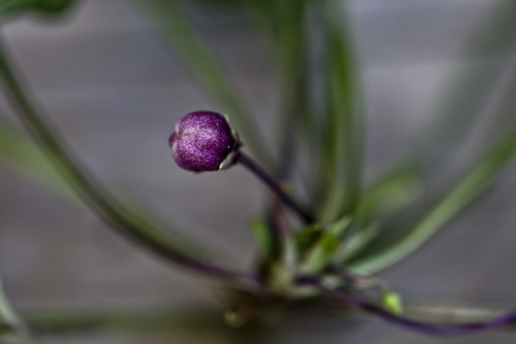 Fleur cleistogame de violette